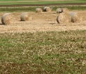 Landwirtschaft in Brandenburg